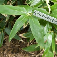 Broad-leaved Bamboo